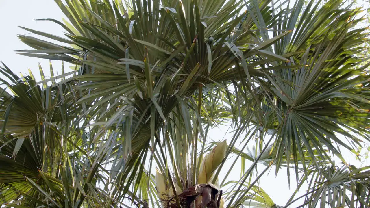 Trachycarpus flower seed pods wide shot