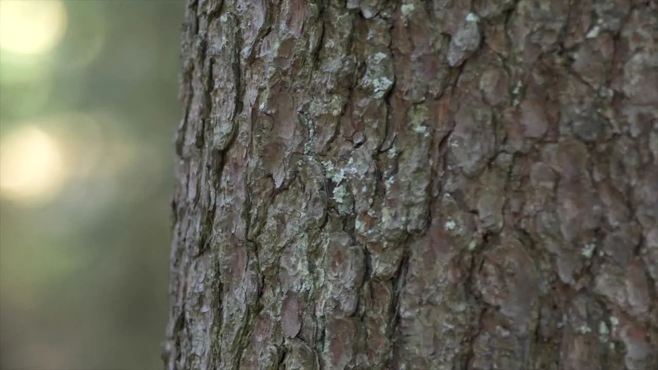 A detail shot of a tree surface in seefeld