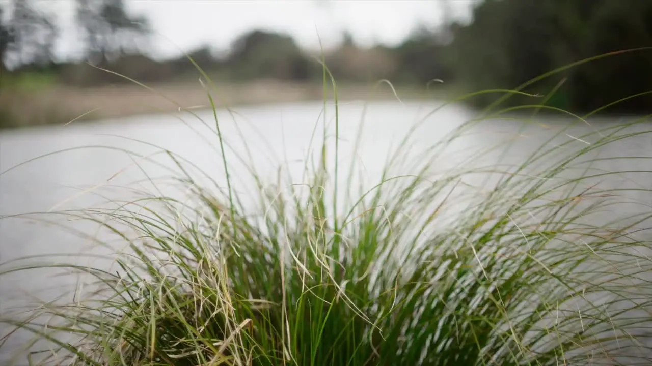 reeds swinging in the wind by te pond