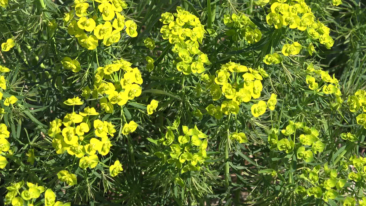 Yellow Flowers Zoom Out