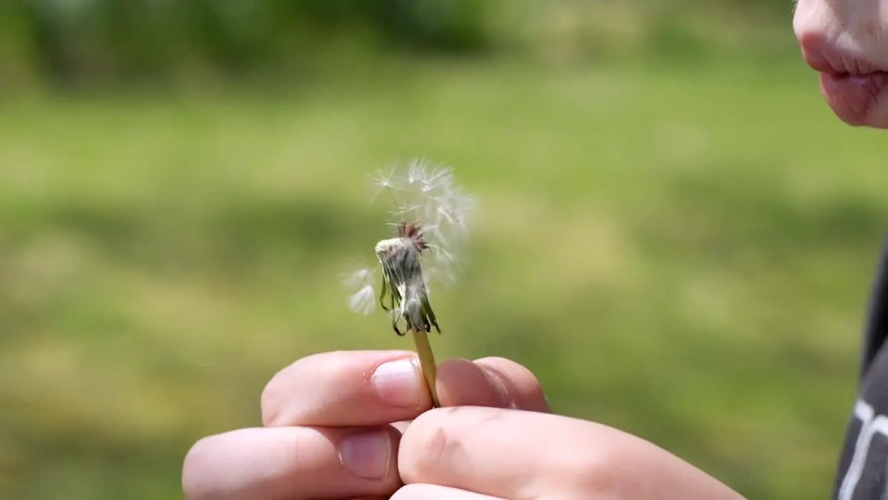 SLO-MO Close up of a young Caucasian boy blowing the last of a dandelion in a sunny green lawn