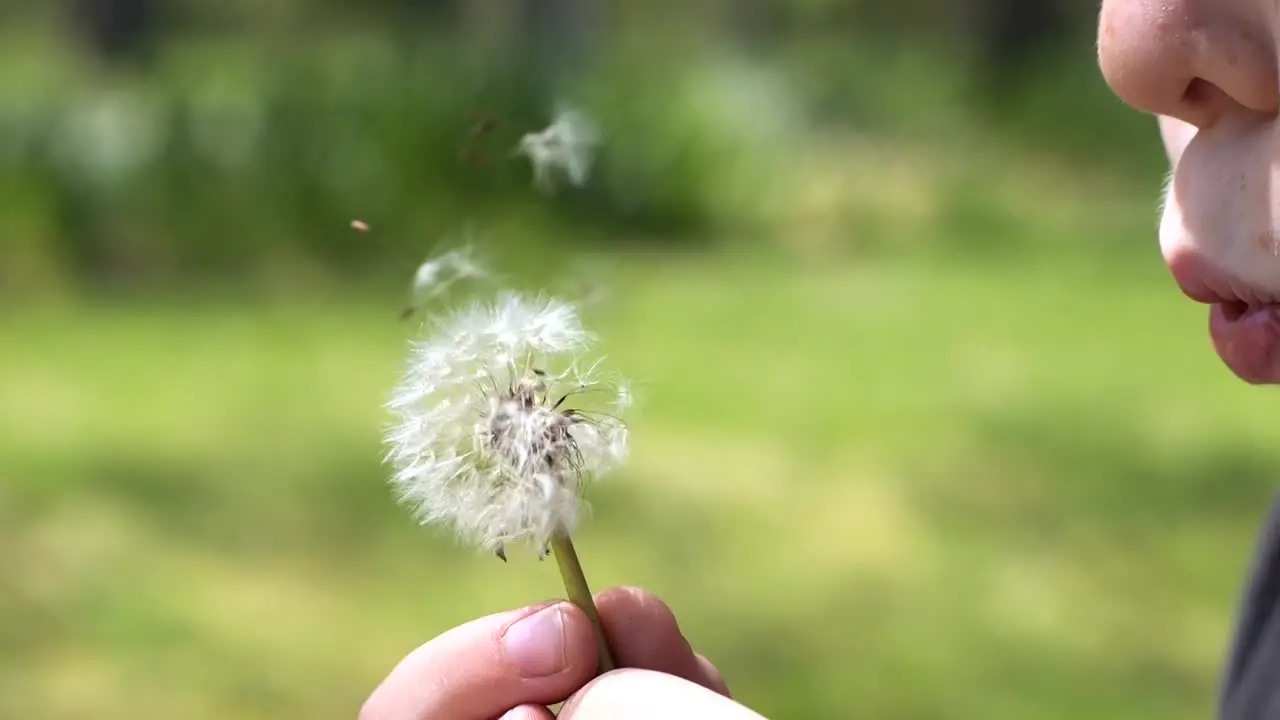 SLO-MO Close up of a young Caucasian boy blowing part of a dandelion in a sunny green lawn