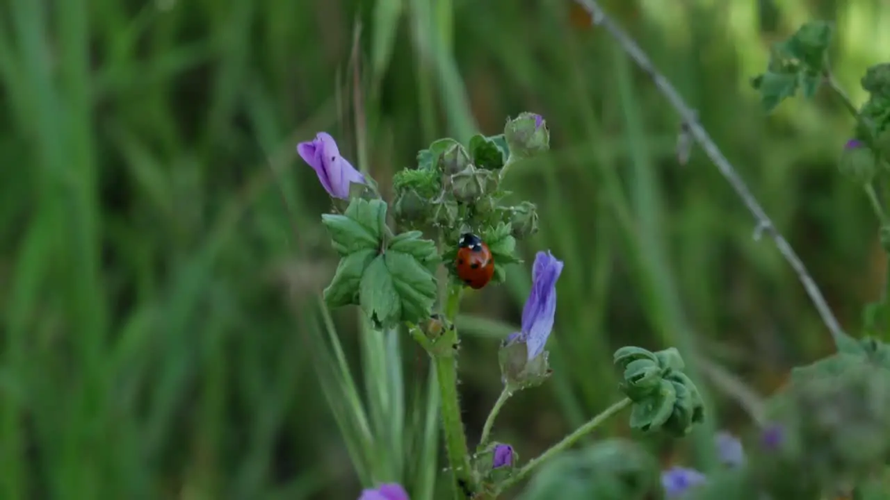 A ladybug staying on a plant