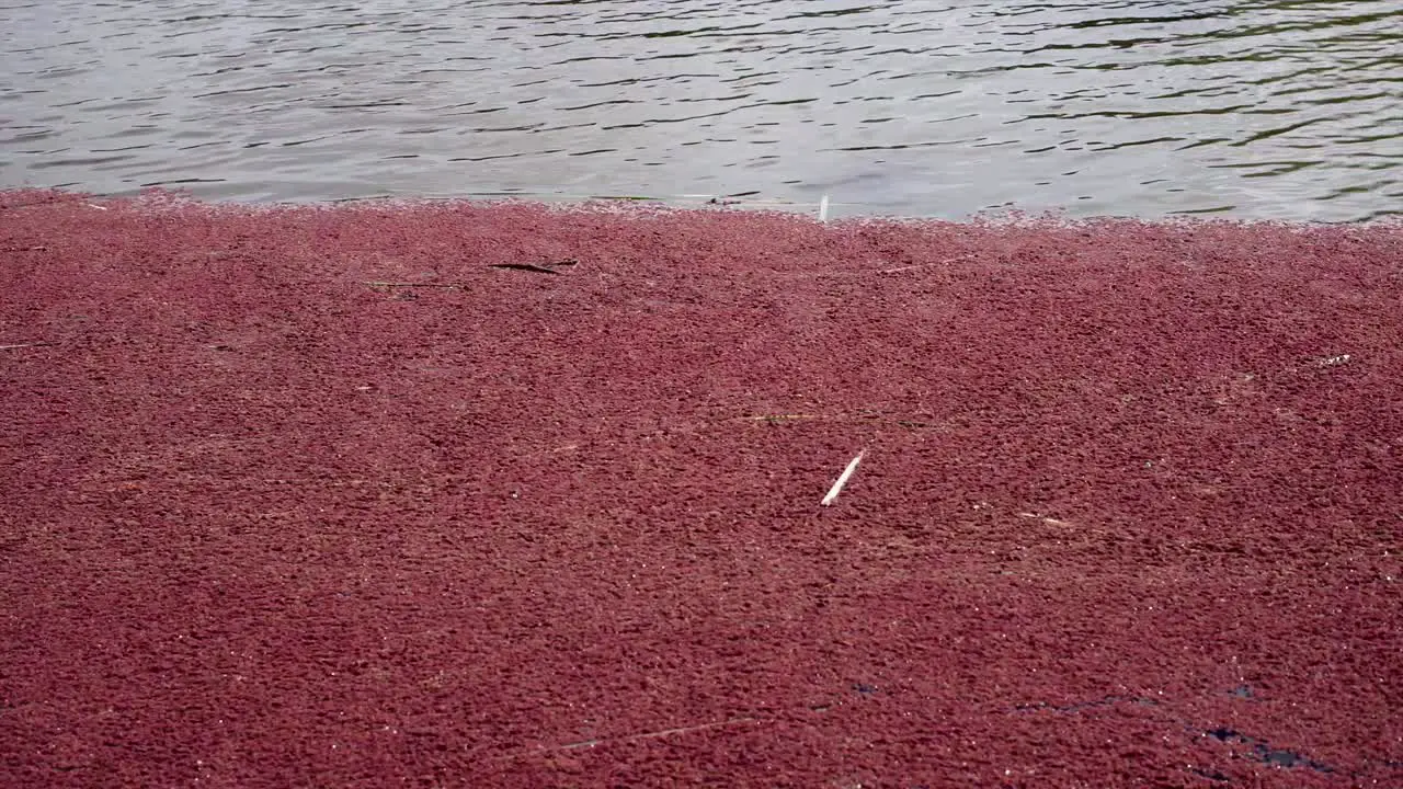 tilting shot in the pond showing red leaves