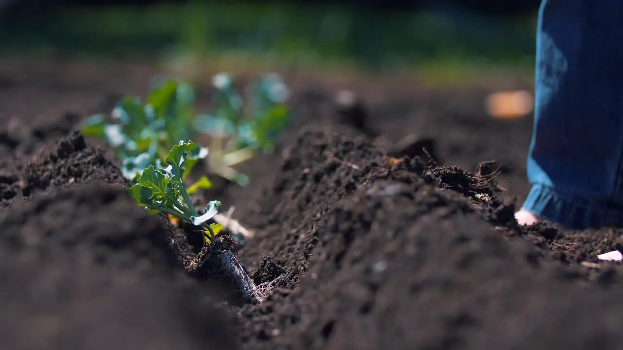 Planting Plants Gardener Bare Feet Farming Springtime Produce 4K Nature Garden Gardening