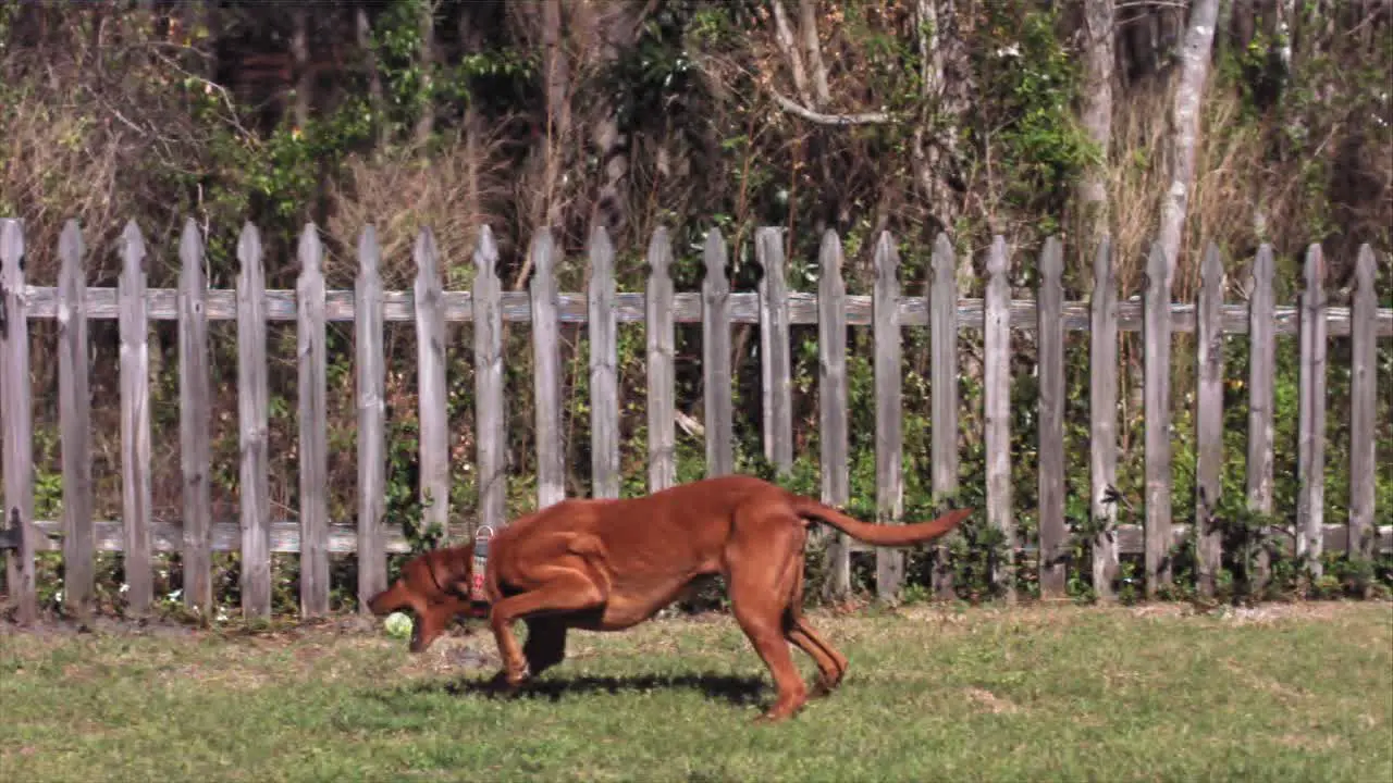 A dog runs by a fence in a yard to catch a ball