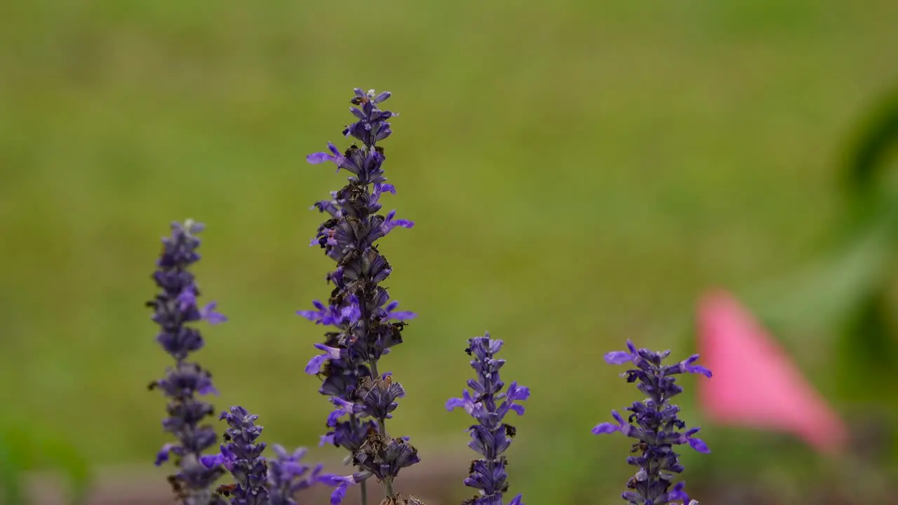 Lavender Flowers on a windy day