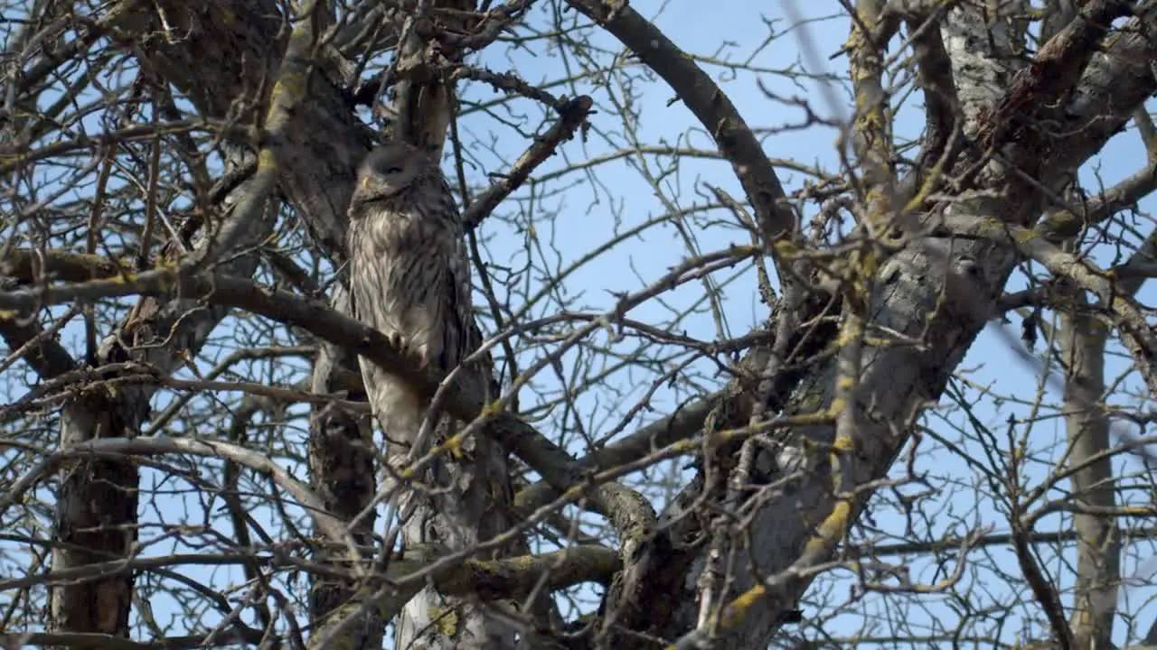 Grey owl in a tree during early spring