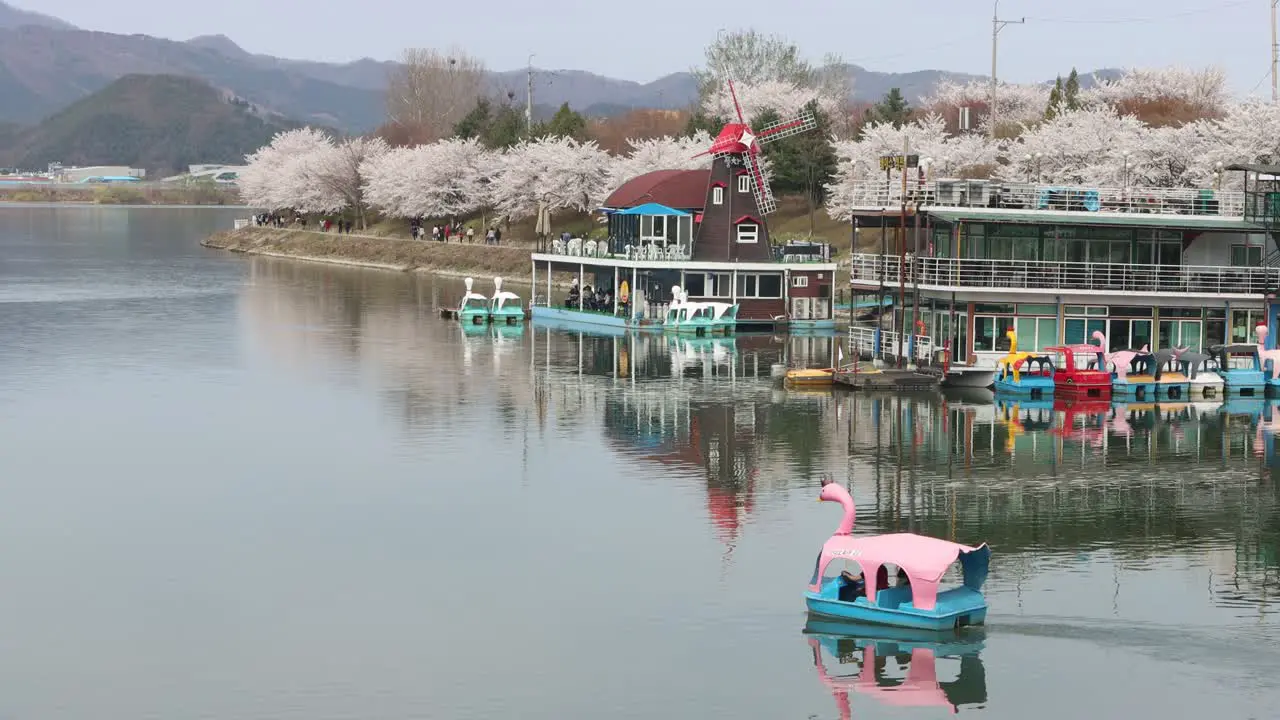 Cherry Blossom flowering blooming spring outdoor sounthkorea chuncheon