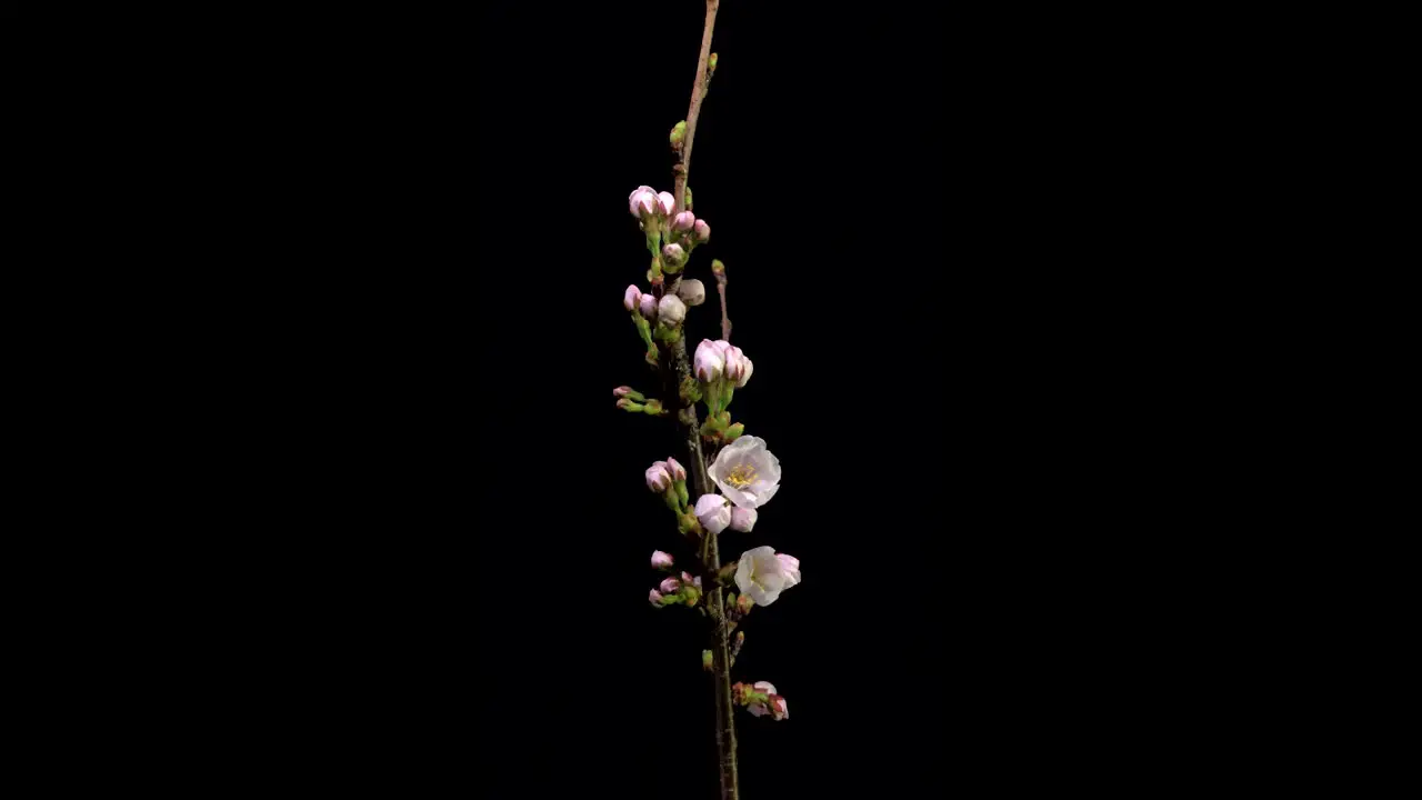 Cherry Blossom flowering blooming studio timelapse