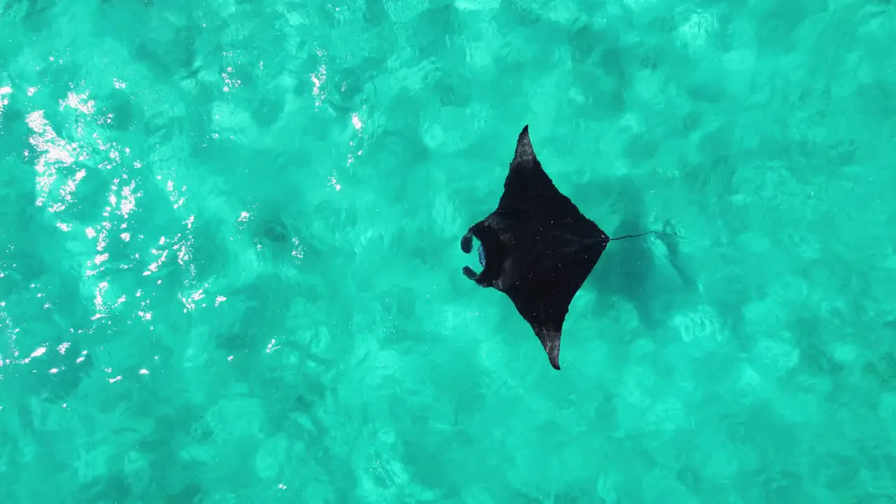 Manta swimming shot by drone in Maldives