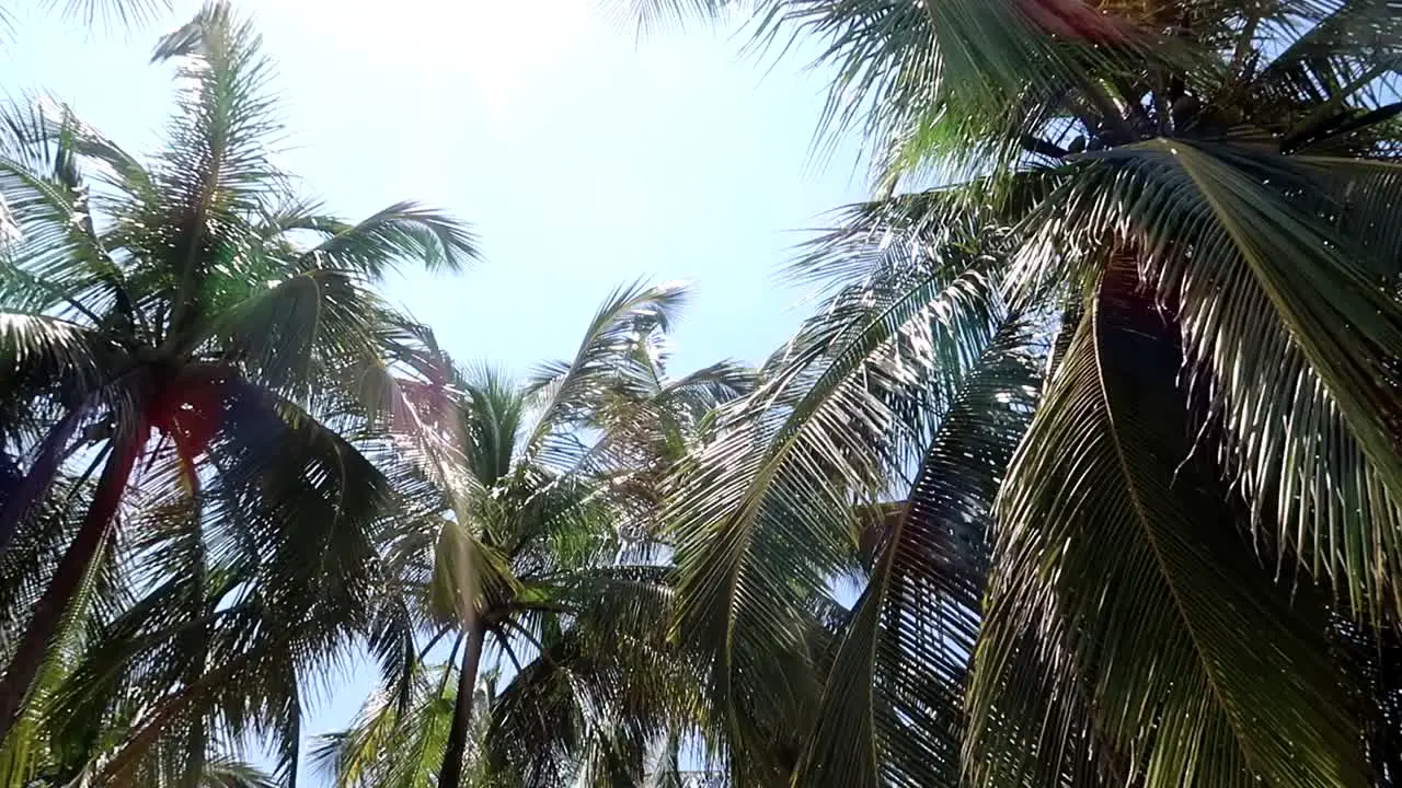 Slow motion shot of the top of palm trees with the sun cutting through