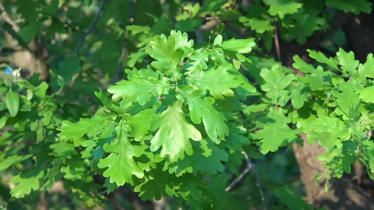 Young Oak Leaves In Spring