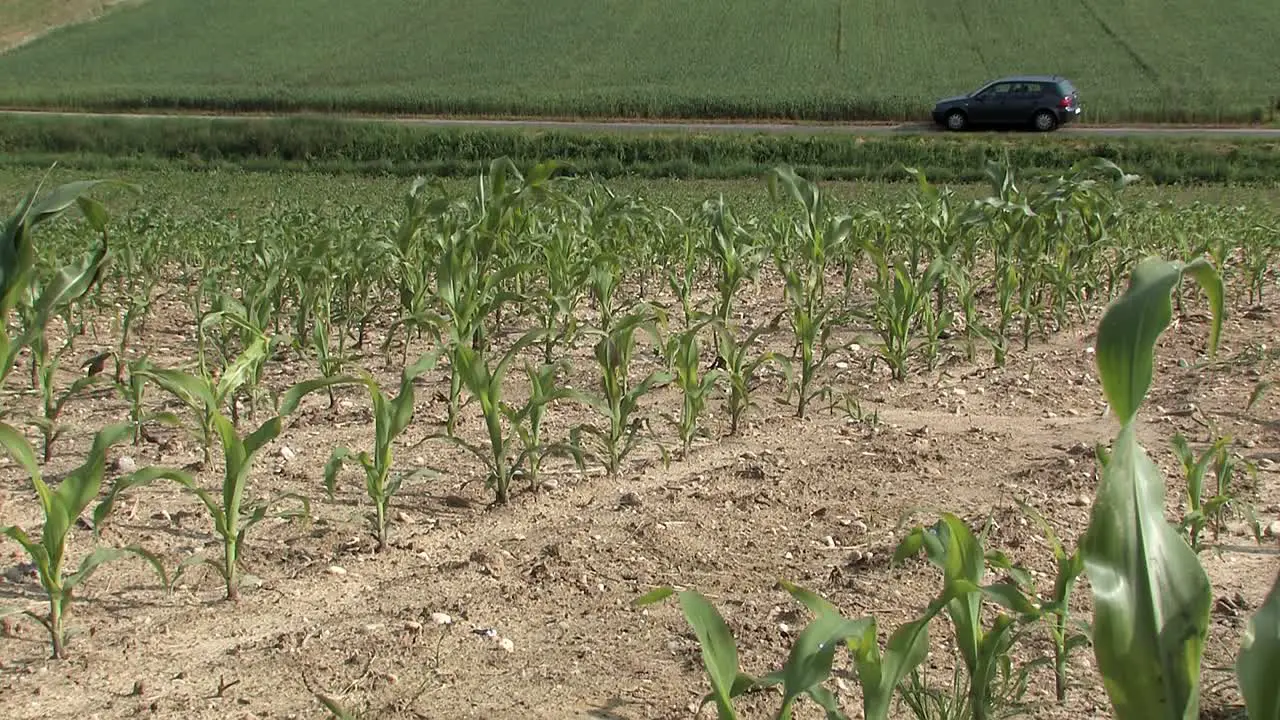 Corn field in Bavaria in early summer Germany-2