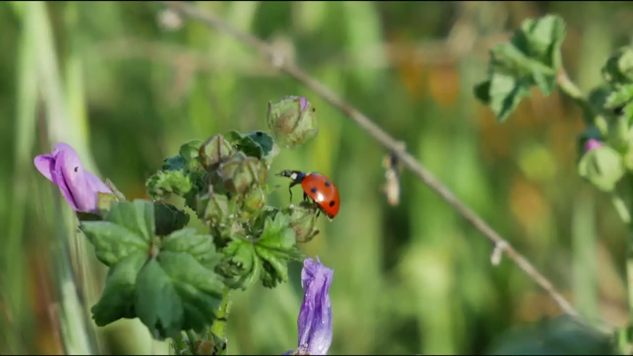 A ladybug moving on a plant