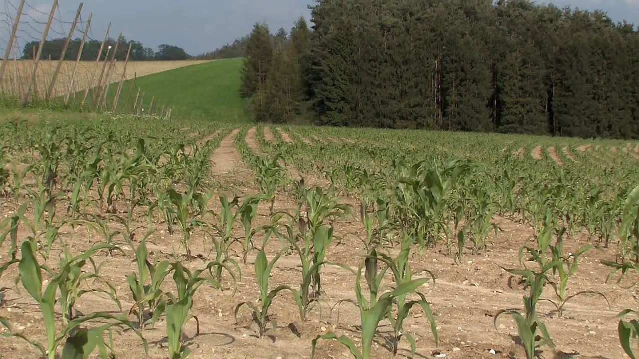 Corn field in Bavaria in early summer Germany-1