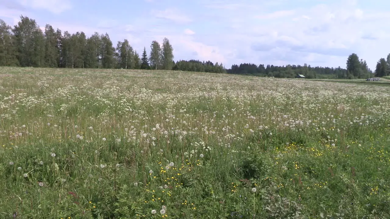 Meadow with blowballs in southern Finland