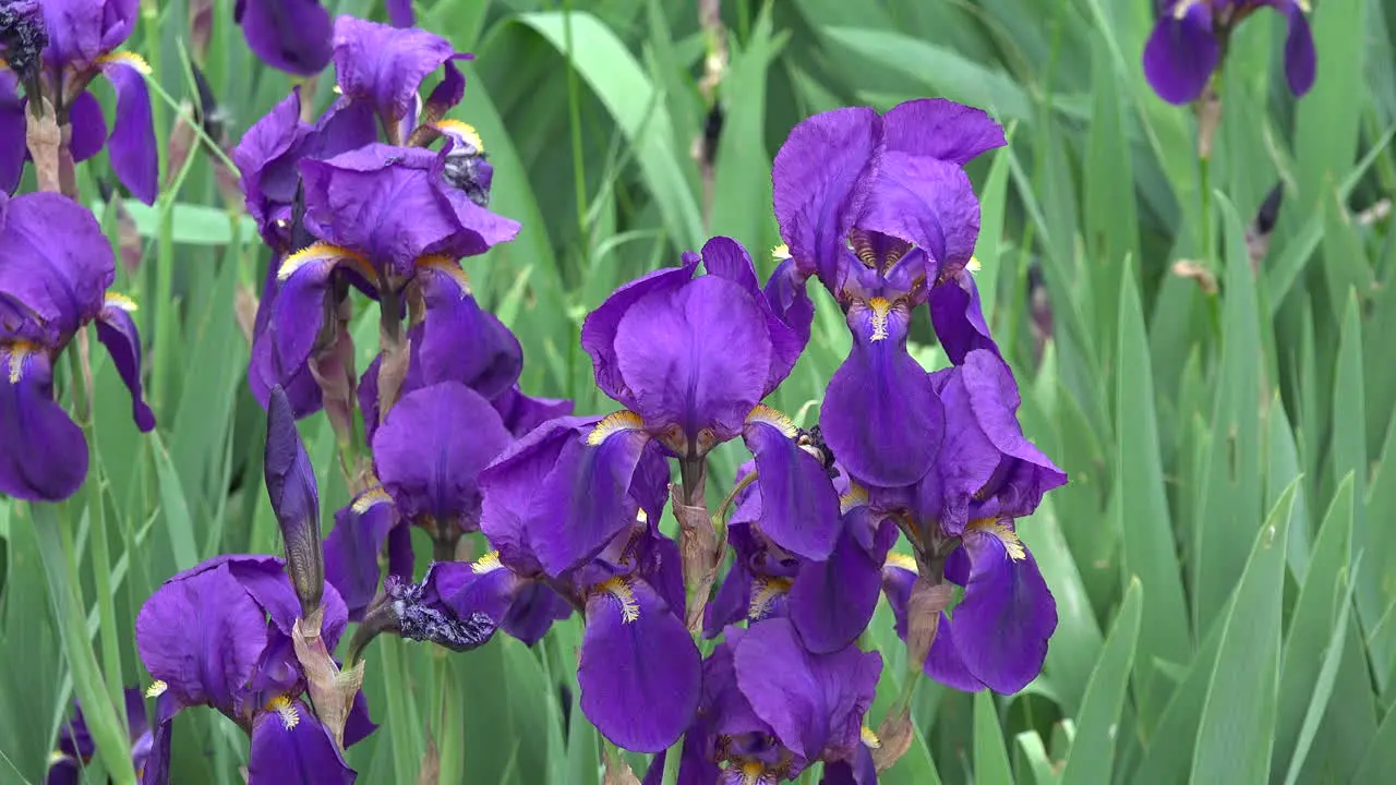 Purple Iris Zoom In