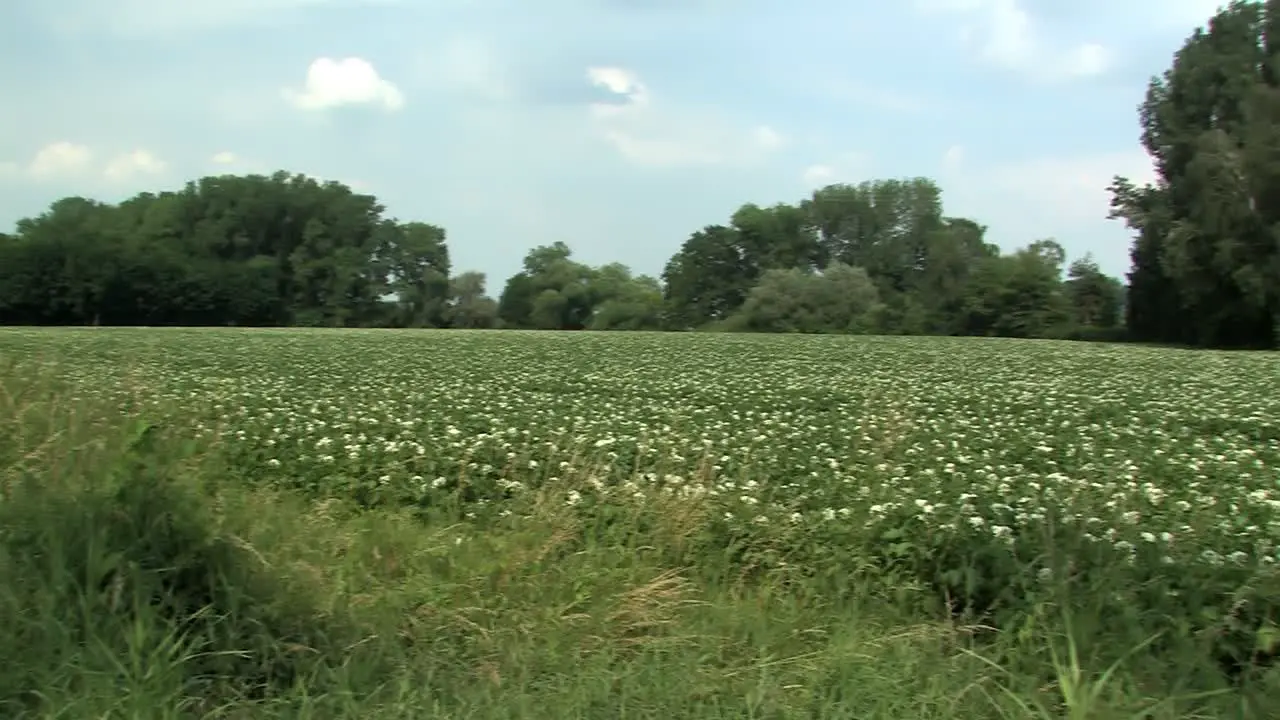 Blooming potato field in Bavaria Germany