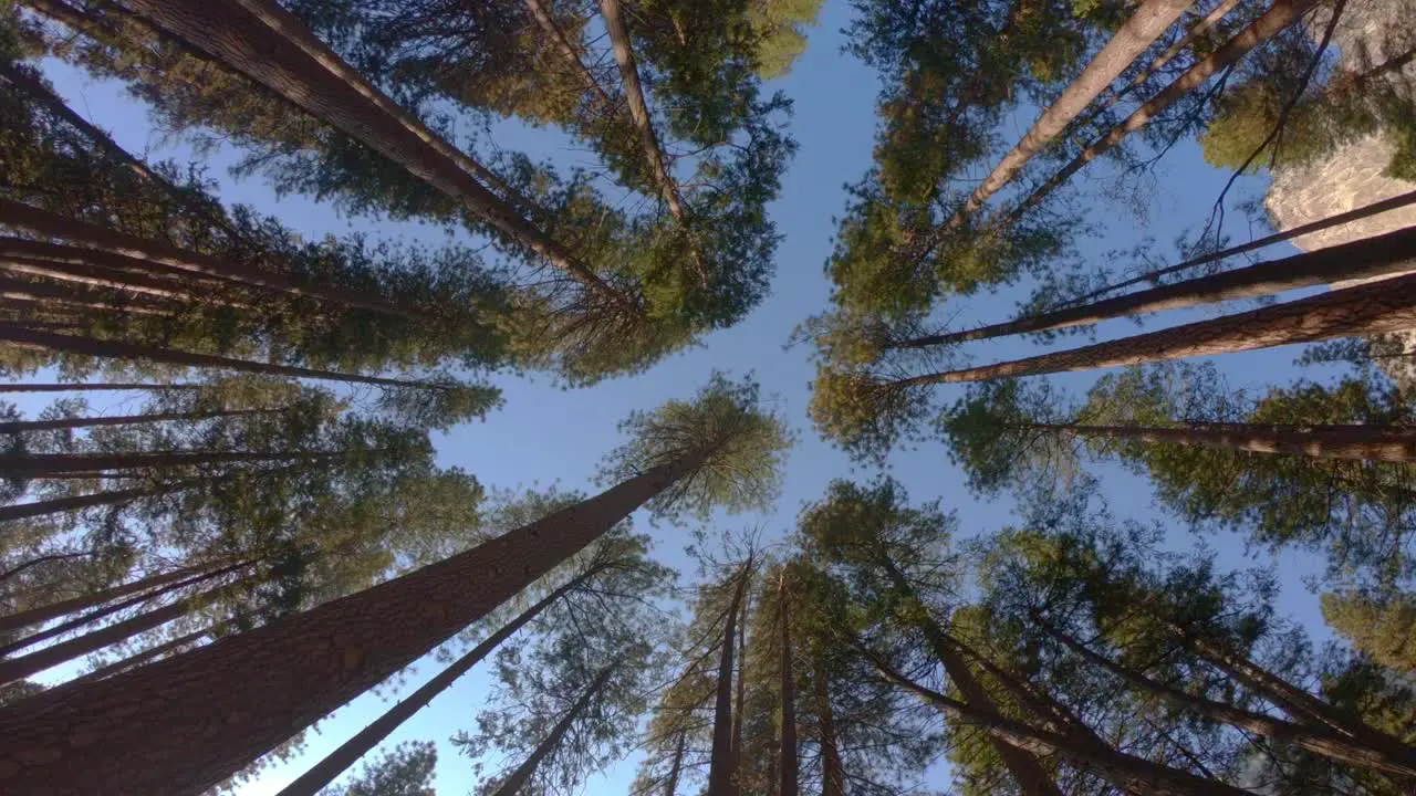 360 shot of a circle of trees from below