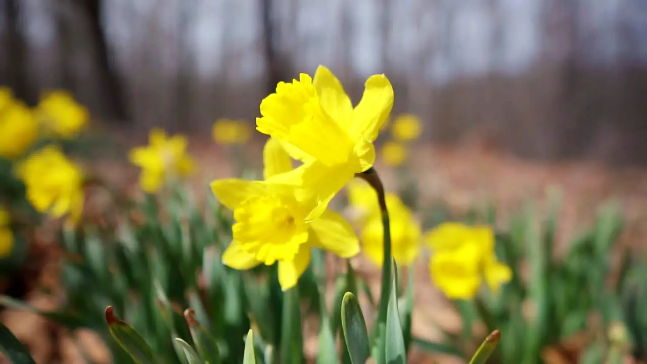 Slow Motion Reverse Rotating Shot of Group of Daffodil Flowers