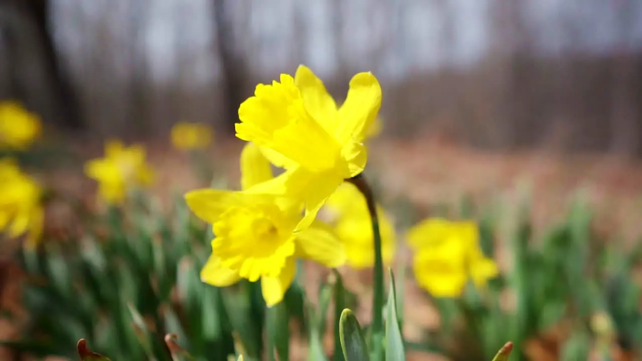 Rotating Slow Motion Shot of Daffodil Flowers with Forest in Background