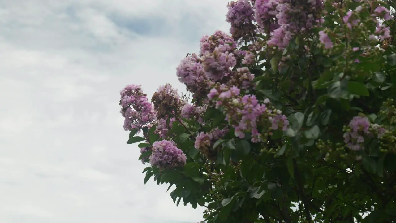 Pink flowers bloom on a tree in a burst of color nature's delicate artwork in full blossom