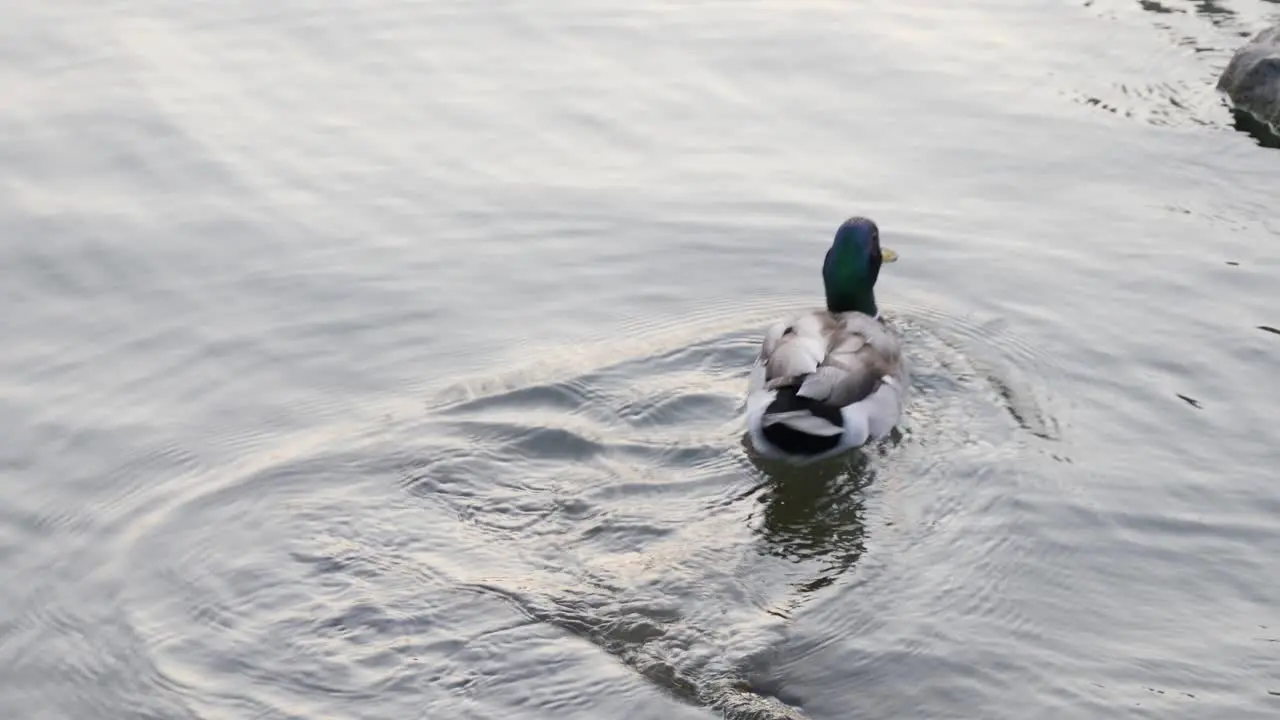 Duck standing on rock in water cleaning feather and swimming away