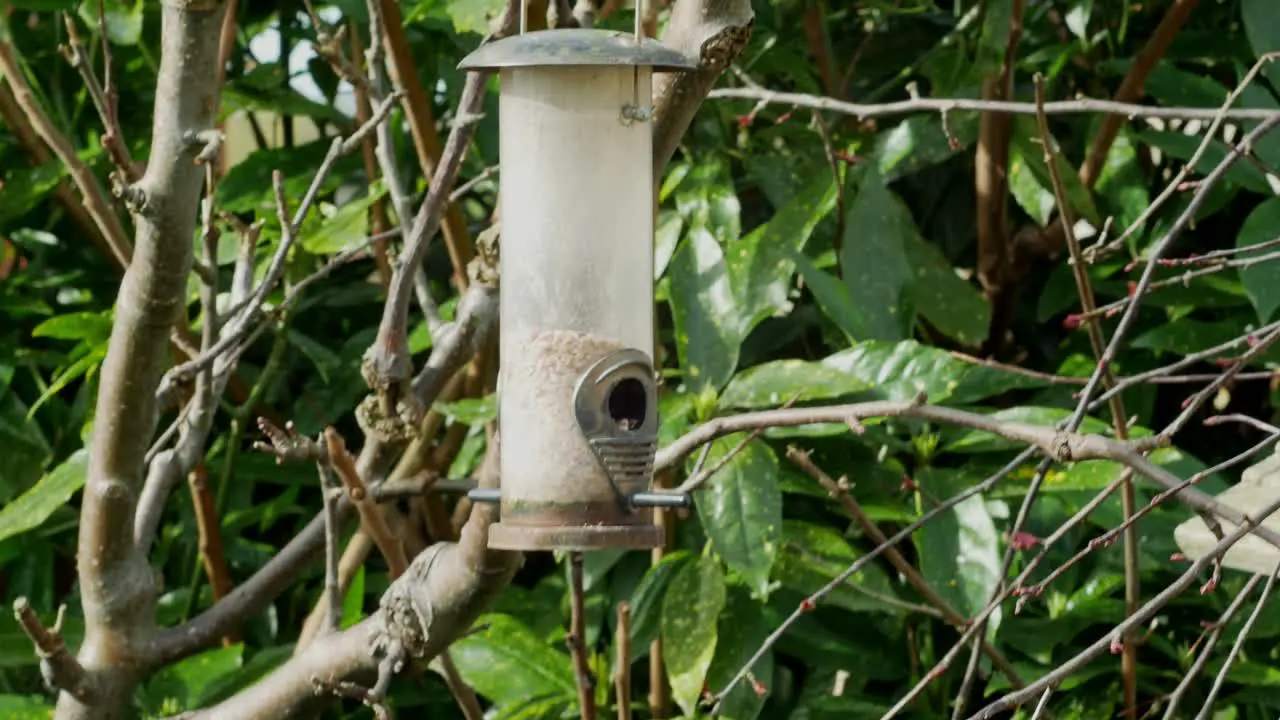 Bird feeder hanging in peaceful garden