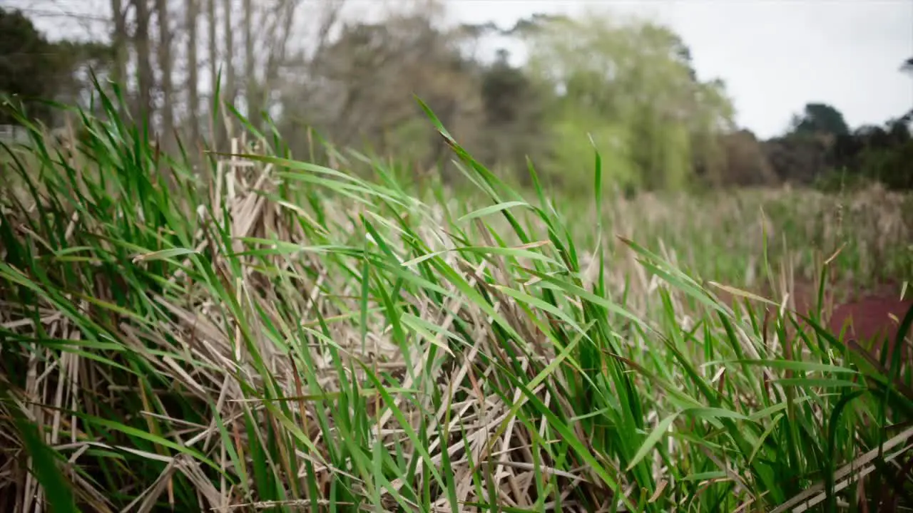 slow motion panning from left to right in the wild