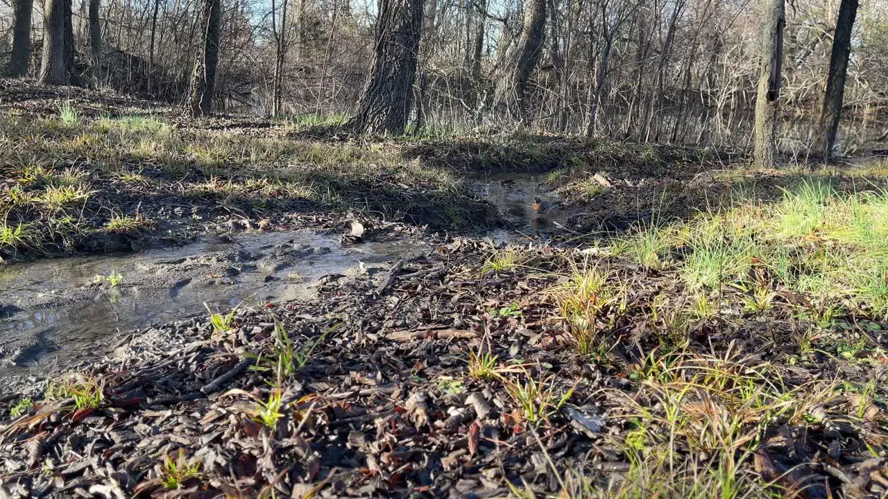 American Robin bird splashing around in a puddle in the forest at the beginning of Spring after hibernation