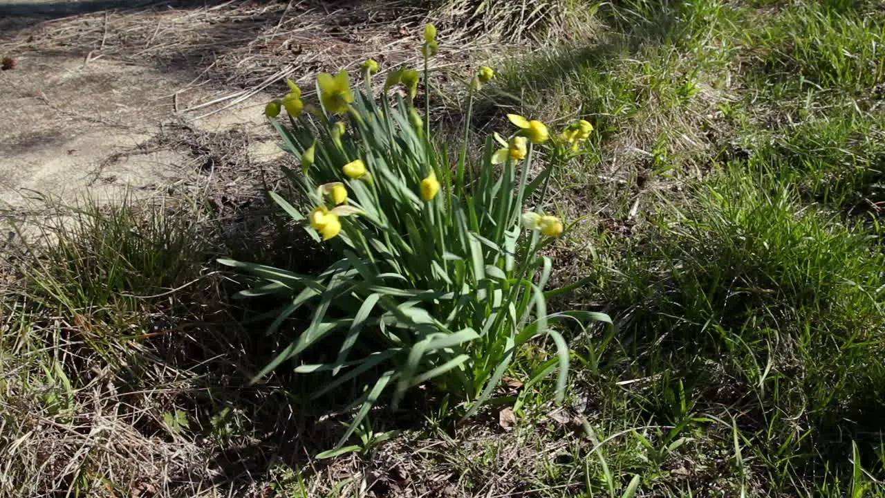 Medium close up of a group of daffodils being blown by a strong wind