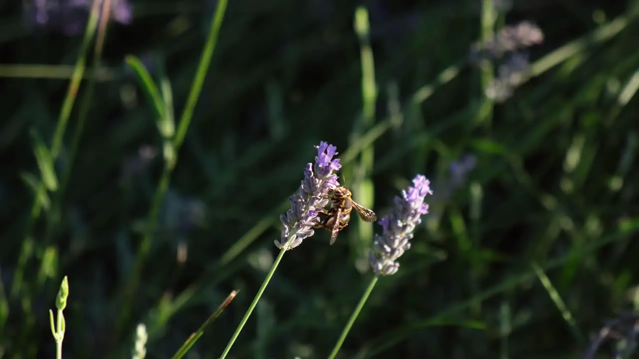 Wasp is collecting pollen from a lavender flower in slow motion