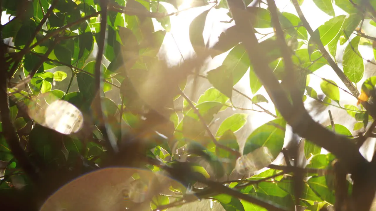 Scene with wet tree and sun flare