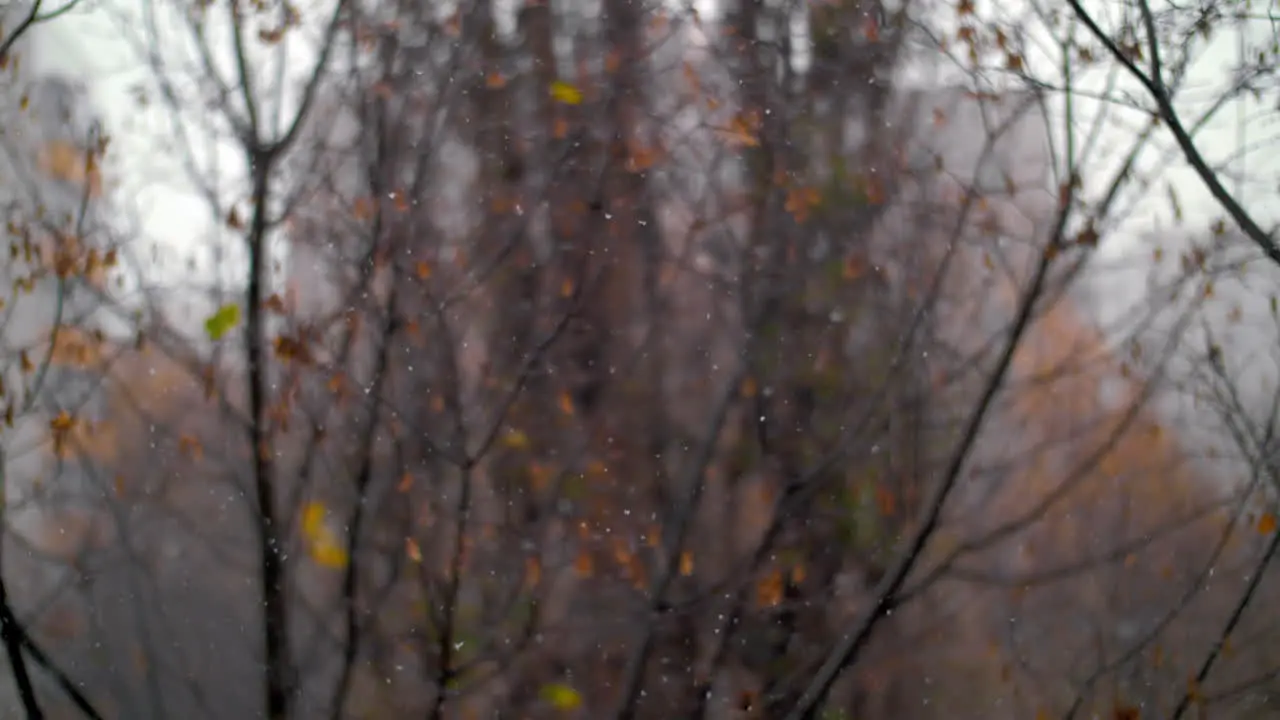 Late autumn scene with snowfall and faded tress