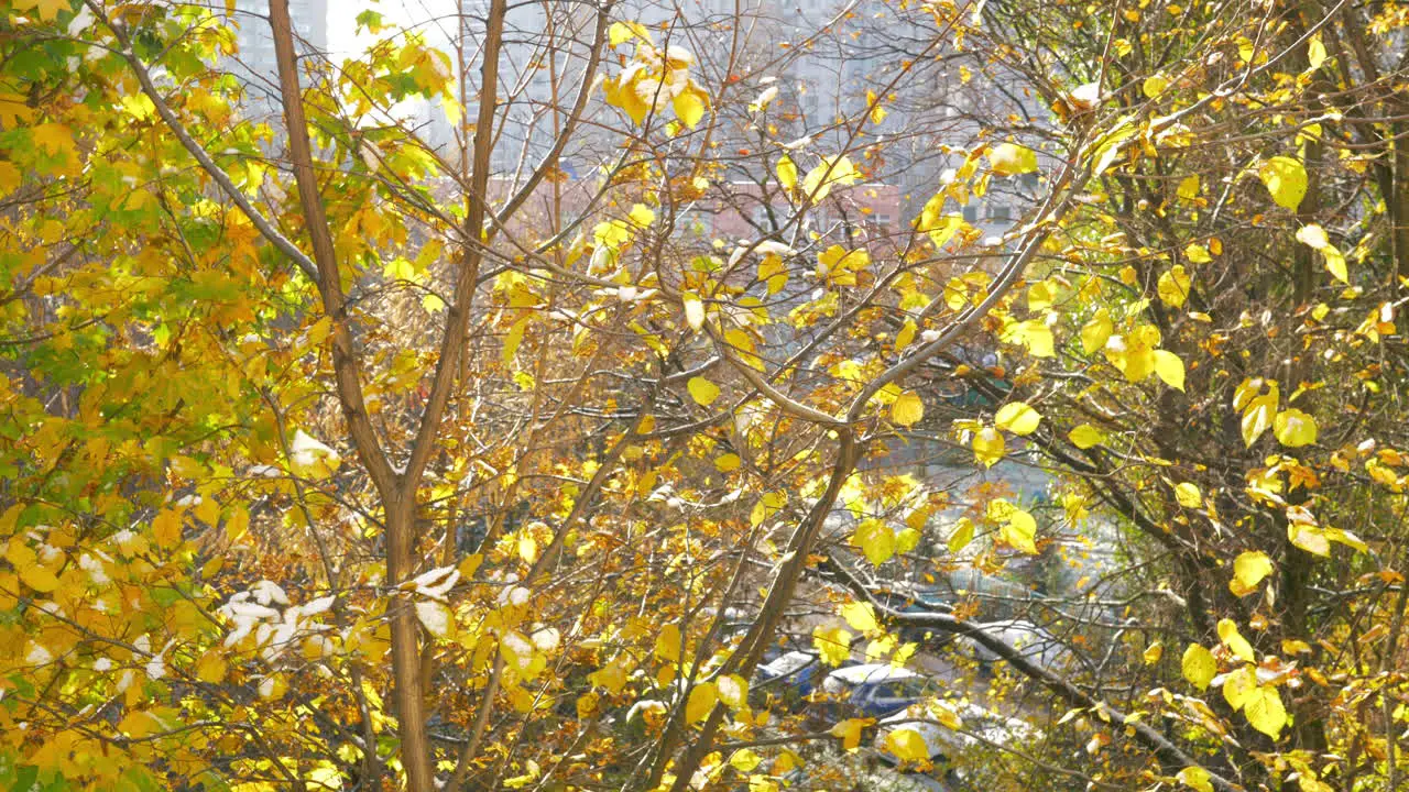 Yellow leaves falling from the tree in autumn