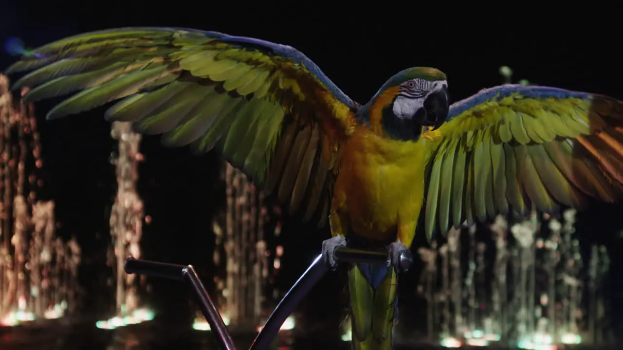 Macaw in the circus