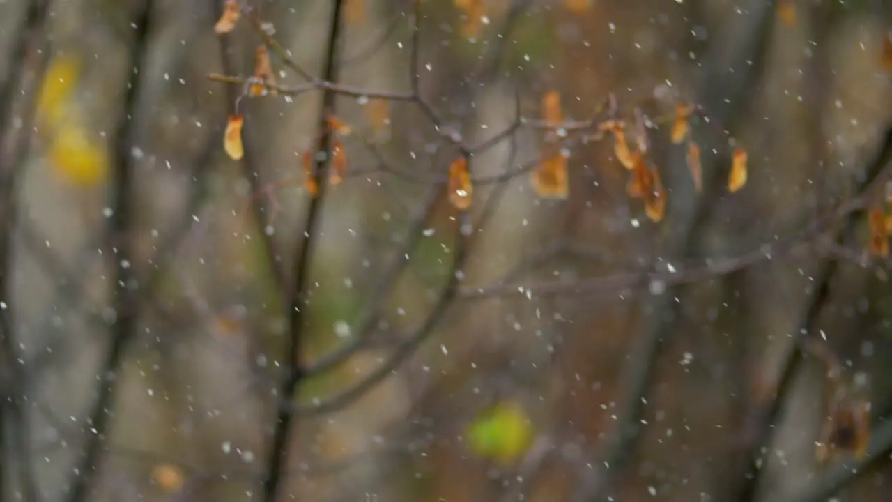 Snowfall on chilly autumn day