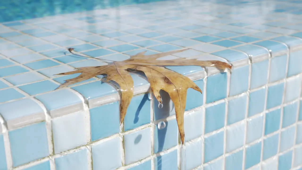 Leaf with falling drops on swimming pool border