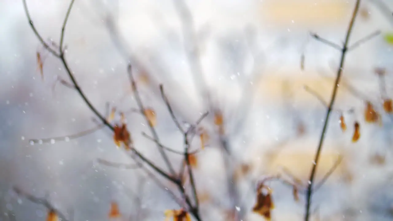 Snow falling against faded autumn tree