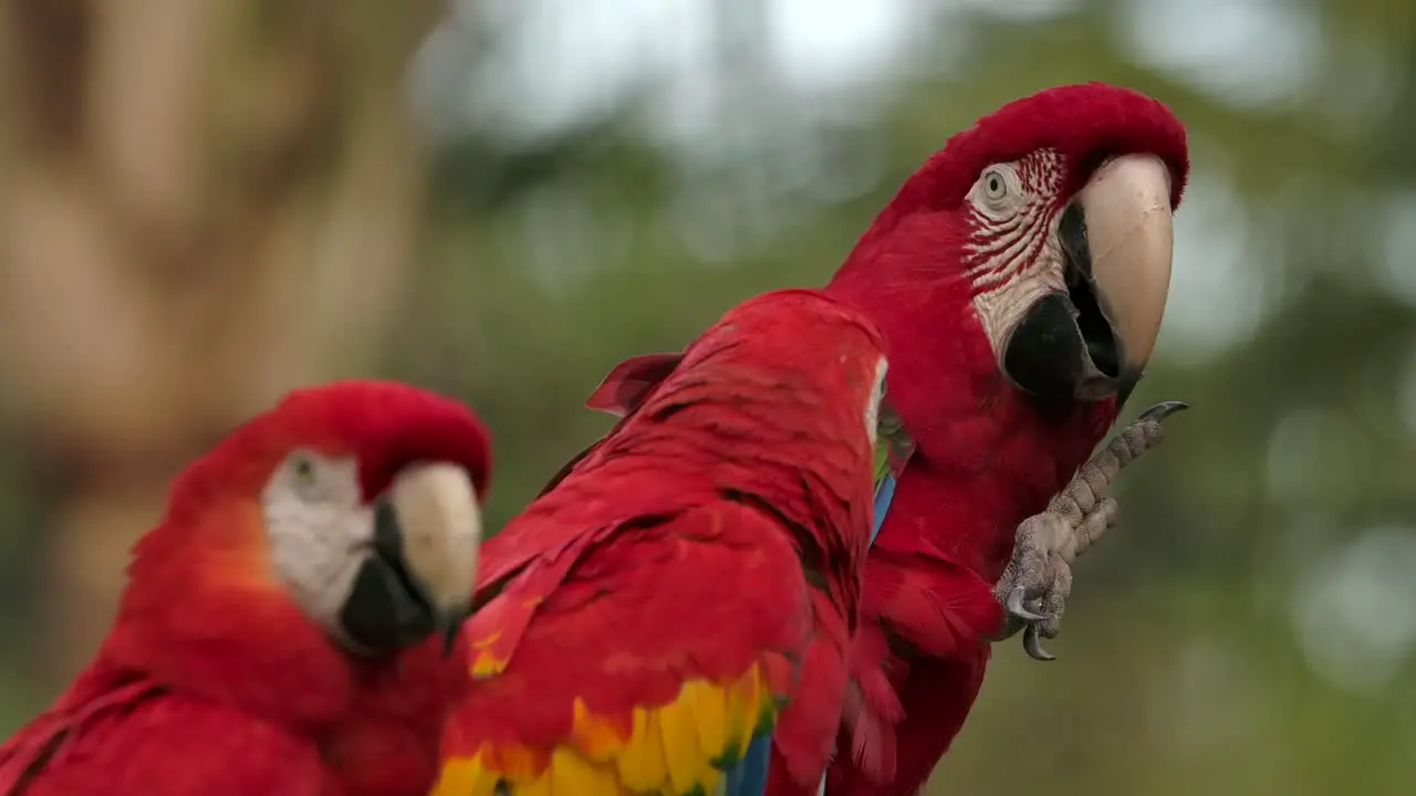 parrot turns and lifts foot looking at friends