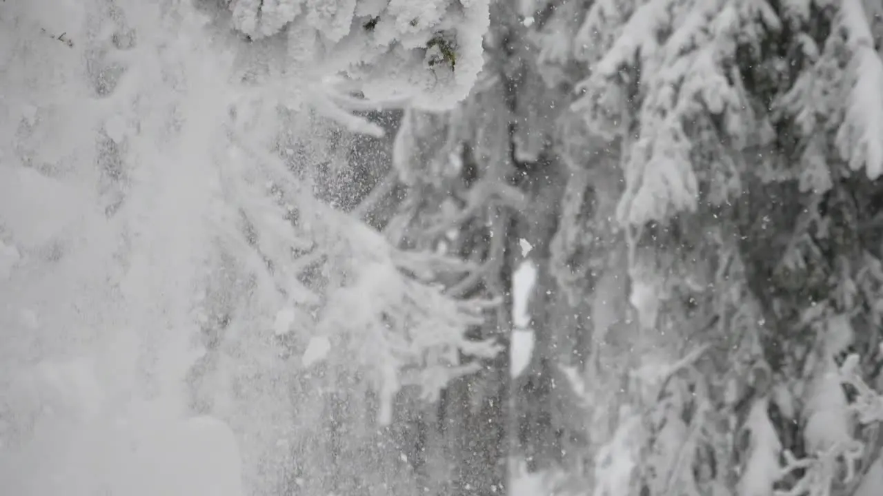 Snow falling from frozen branch of fir tree in winter landcape close up slow motion