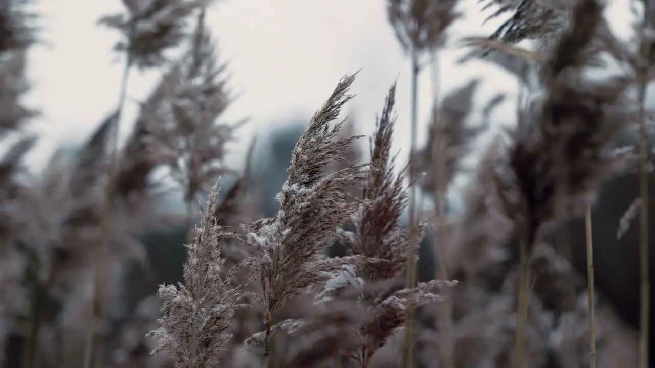 Close up of Reed Grasses Blowing in the Wind in Winter with light dusting of snow