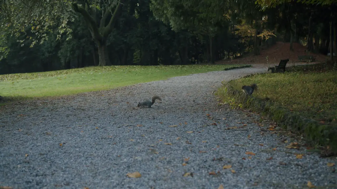 Two young squirrels are waiting in the middle of the road in a park