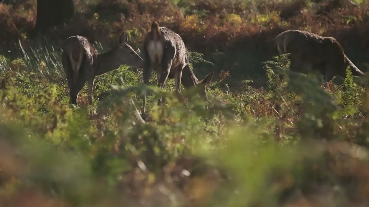 Low slider shot of deer feeding on foliage slow motion