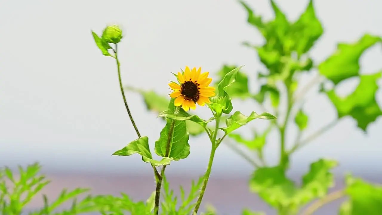 Wild Beach Sunflower blows in slow motion on a windy day