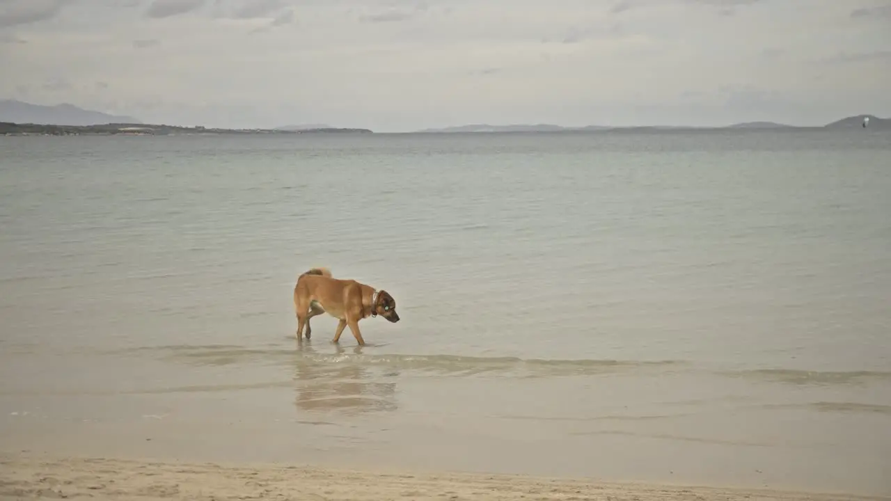 dogs swimming running playing in the sea 4K UHD