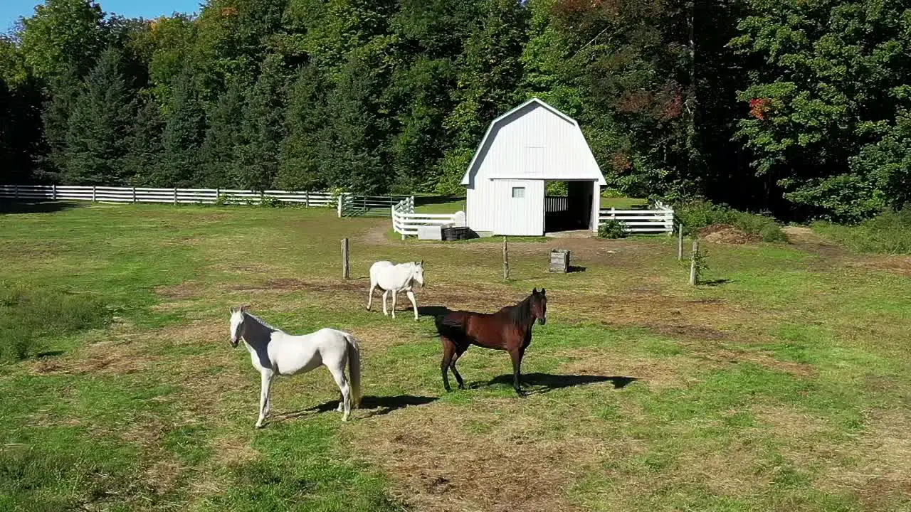 slow motion horses in front of stable in the forest