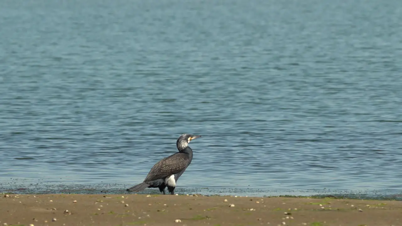 Beautiful Great Cormorant