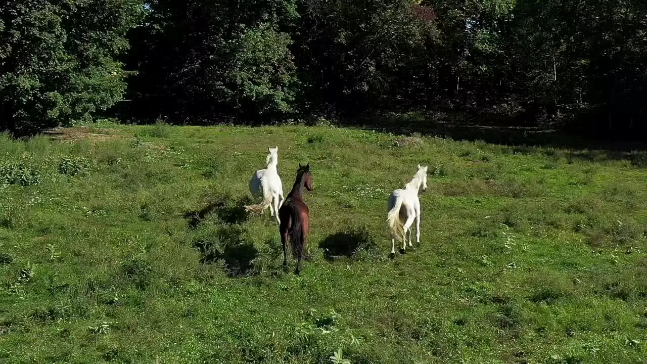 3 horses run into the forest super slow motion aerial